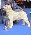 Right Profile - A tan Spanish Water Dog is posing behind a trophy and on a blue surface. There is a persons standing behind it. Its mouth is open.