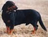A black with tan Alpine Dachsbracke is standing on brown grass and he is looking to the right. His mouth is open.