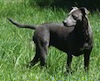 A black American Blue Lacy is standing in grass and it is looking to the left, which is the opposite of its body.