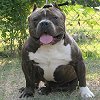 A black with white American Bully is sitting in grass. Its mouth is open and tongue is out.