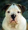 Close up - A white with brown Australian Bulldog is sitting on a carpet and it is looking up.
