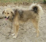 A tan with black Bakharwal dog is standing in dirt and it is looking down and forward. It has its mouth open and its tongue out.
