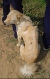 The back of a tan with white Cambodian Razorback Dog that is sitting on a carpet. In front of it is a bush. The dog is looking to the left, its mouth is open and tongue is out.