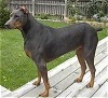 A black with brown Canis Panther is standing on a wooden porch and it is looking to the left.