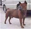 A brown with black Chinese Chongqing Dog is standing in a driveway and it is looking to the left. There is a vehicle next to it in the driveway.