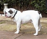 A white with black Dorset Olde Tyme Bulldogge is standing on a concrete porch and it is looking to the left.