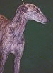 Close up - A brown with black Galgo Espanol is looking to the right.