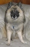 A grey with tan and white German Spitz is sitting in a chair and it is looking forward.