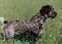 Right Profile - A German Wirehaired Pointer is standing in grass and it is looking to the right.