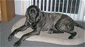 A black Giant Maso Mastiff is laying on a dog bed and it is looking forward.