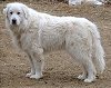 A Great Pyrenees is standing in brown grass and he is looking forward.