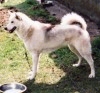 Left Profile - A white with black and tan Greenland Dog is standing on grass and it is looking to the left. Its mouth is open.