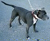 A black with white Irish Staffordshire Bull Terrier is standing on a blacktop surface and it is looking to the right.