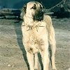 A tan with black Kangal Dog is standing in grass and it is looking up and to the right.