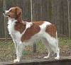 Left Profile - A brown and white Kooikerhondje is standing on a concrete surface and it is looking to the left.