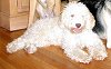 Close up - A white Lagotto Romagnolo is laying on a hardwood floor. Its mouth is open and tongue is out.
