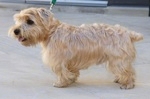 Left Profile - A tan Lucas Terrier is standing on a concrete surface and it is looking to the left. Its mouth is open and tongue is out.