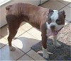 A brown with white Olde Boston Bulldogge is standing on a tiled floor and it is looking to the left. Its mouth is open and tongue is out.