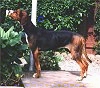 Left Profile - A brown and black Finnish Hound is standing on a porch and it is looking to the left.