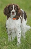 A brown and white French Spaniel is standing in grass and it is looking forward.