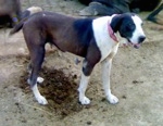 A brown, black and white Pakistani Mastiff is standing over a freshly dug hole in the ground under it. Its mouth is open and its out.