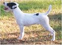 Left Side - A white with black Parson Russell Terrier is standing in dirt and it is looking up and to the left.