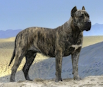 A Presa dog standing in a sandy terrain