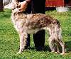 A Silken Windhound is posing in grass and there is a person standing behind it.