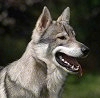 Close up - A grey with white Tamaskan Dog has its mouth open and tongue out. It is looking to the left.