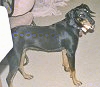 A black and tan Transylvanian Hound is standing on a carpet. Its head is tilted to the left and it is looking forward.