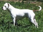 Left Profile - A white with brown Vanguard Bulldog is standing in grass and it is looking to the left.