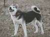 A black and white with grey West Siberian laika is standing in grass and it is looking up and to the left.