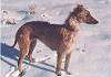 A brown staghound is standing on a dirt surface and it is looking to the right.