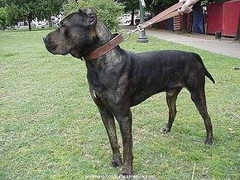 Dog Breed Info Center®