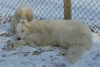Dog Breed Info Center®